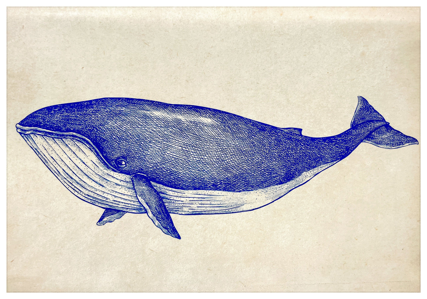 Post Card A5 for local pickup in Palma, Vintage Whale fish