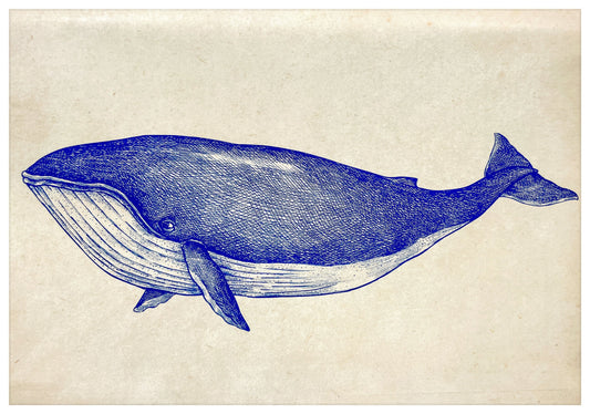 Post Card A5 for local pickup in Palma, Vintage Whale fish