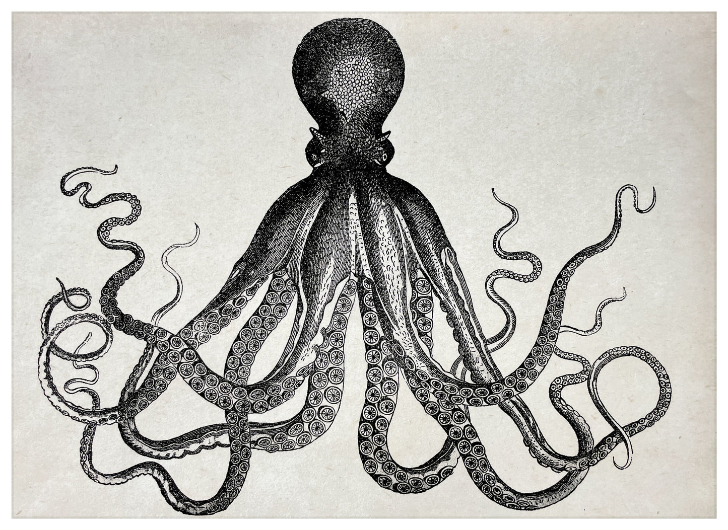 Post Card A5 for local pickup in Palma, Vintage Octopus
