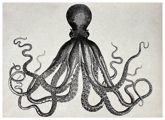 Post Card A5 for local pickup in Palma, Vintage Octopus