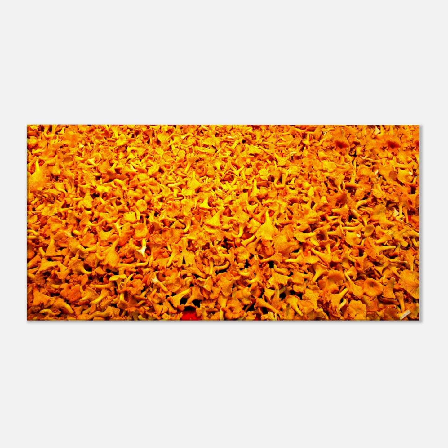 Canvas Print of Fresh Chanterelles 50X100cm - Posterify