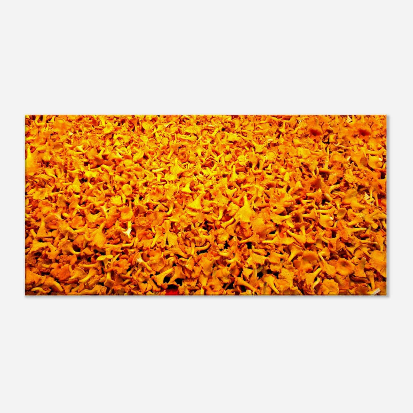 Canvas Print of Fresh Chanterelles 50X100cm - Posterify