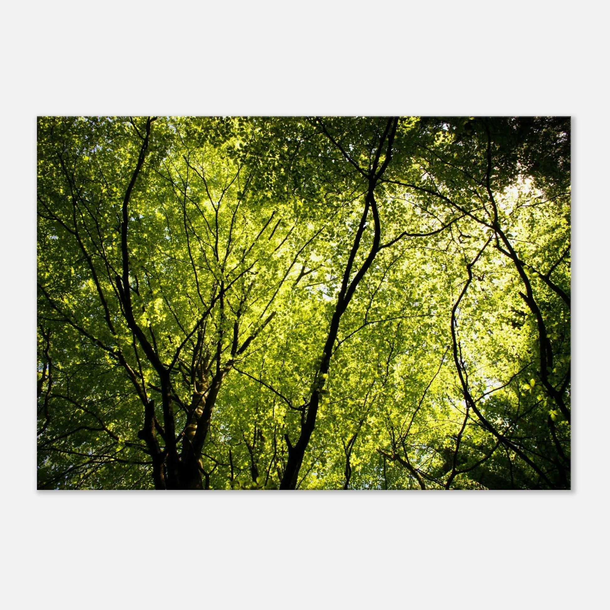 Canvas Print of photo of Beech forest in Sweden 70X100cm - Posterify